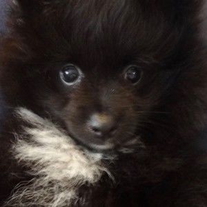 Meet your Posher, Jenny